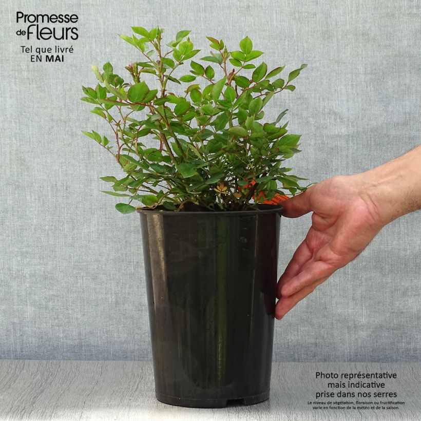 Exemplaar van Rosa Amstelveen - Polyantharoos Pot van 4 l/5 l zoals geleverd in de lente