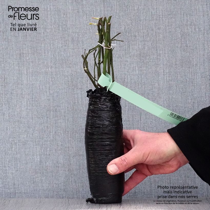 Example of Rosa Escimo - Polyantharoos In kluit as you get in hiver