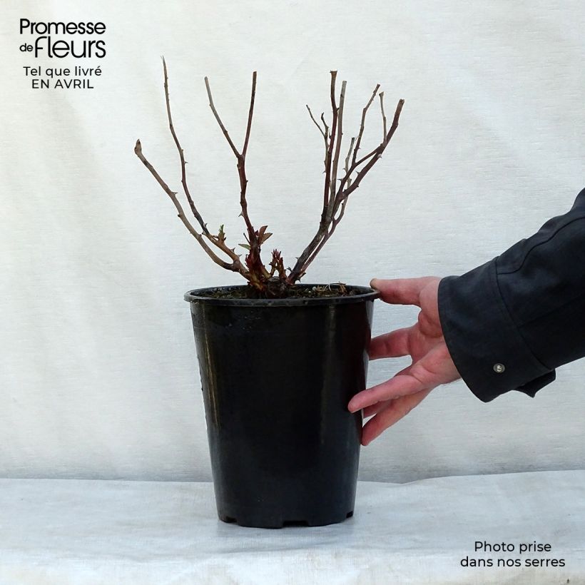 Example of Rosa Escimo - Polyantharoos Pot van 3 l/4 l as you get in printemps