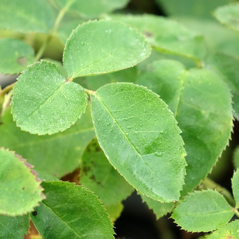 Rosa Etoile Pourpre - Polyantharoos (Blad)