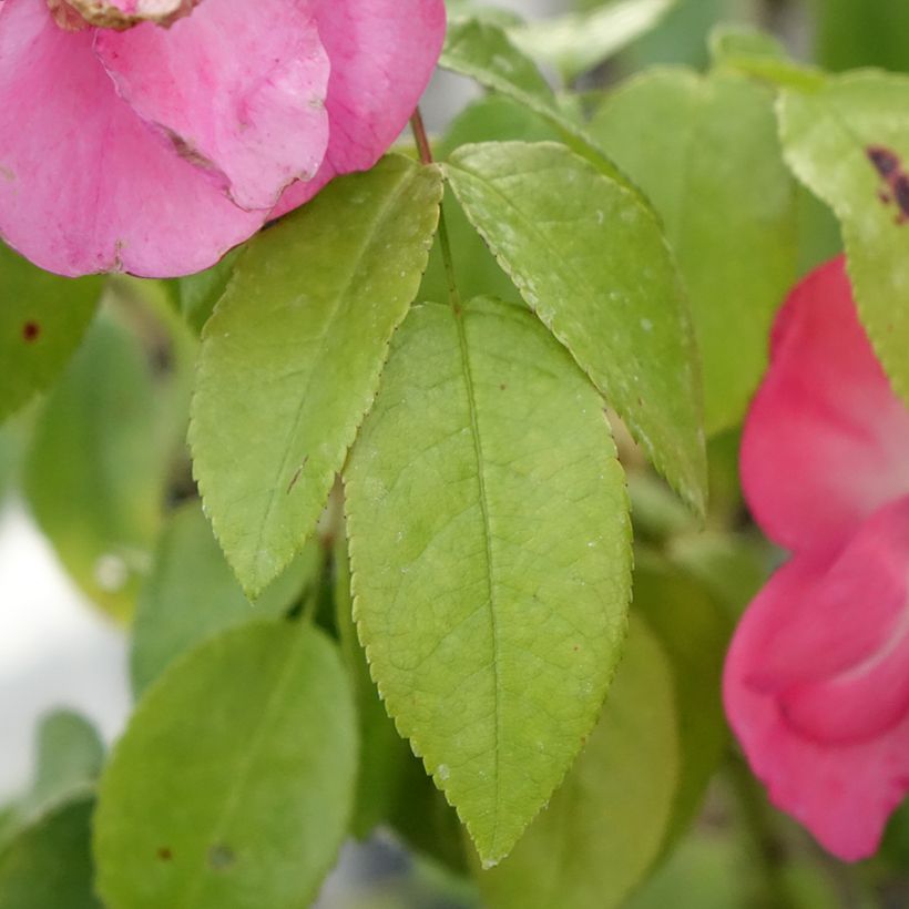 Rosa Finn's Rose - Muskusroos (Blad)