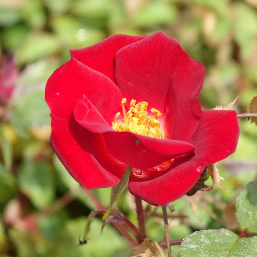 Rosa Friendly Red - Polyantharoos (Bloei)