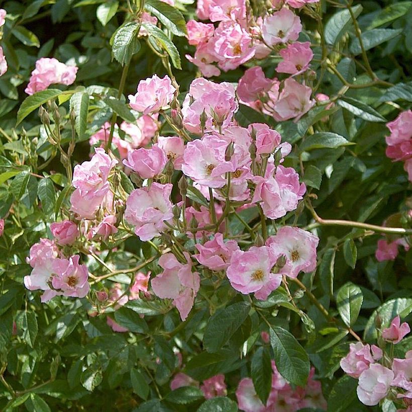 Rosa Frisson Frais - Struikroos (Bloei)