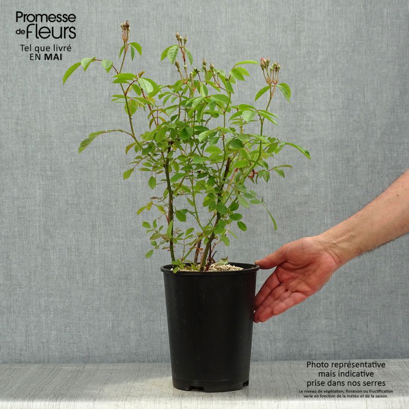 Exemplaar van Rosa Frisson Frais - Struikroos Pot van 4 l/5 l zoals geleverd in de lente