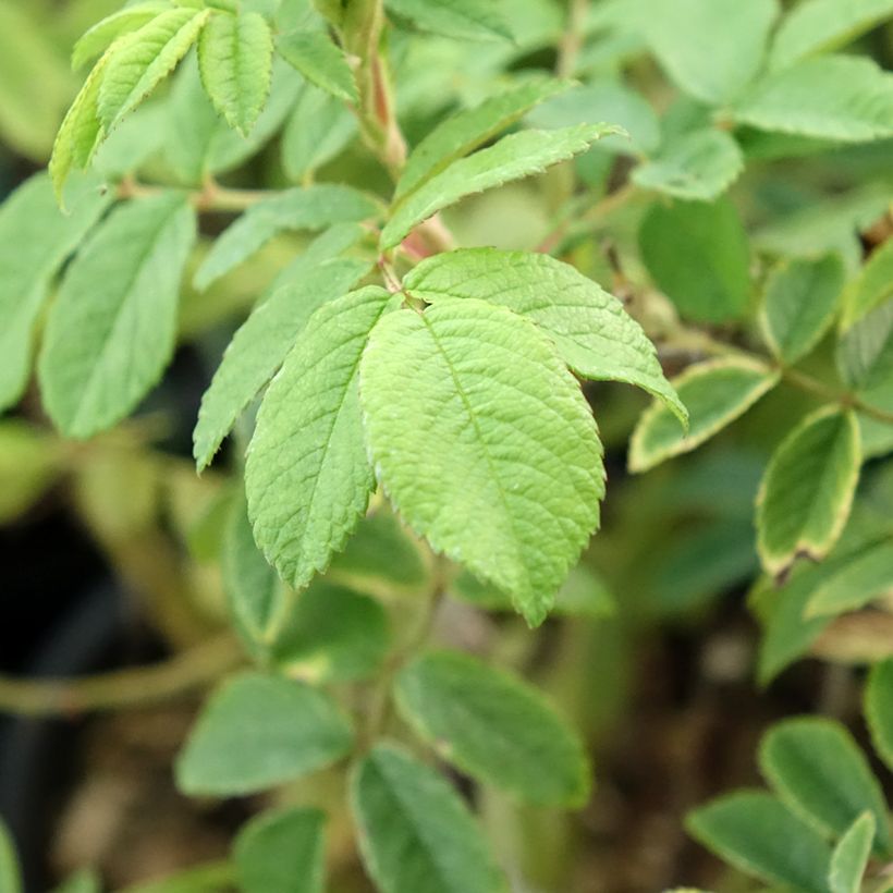 Rosa Jean de Bruges - Trosroos (Blad)