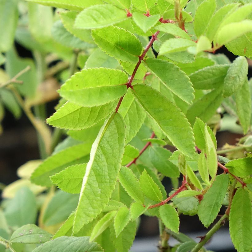 Rosa Magie d'Orient - Muskusroos (Blad)