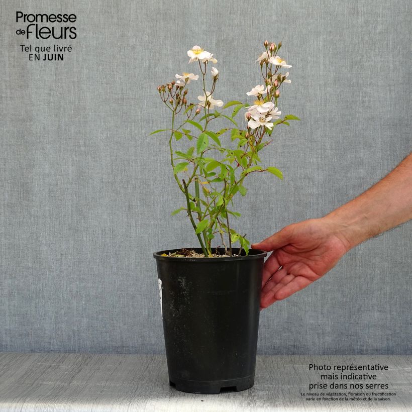 Exemplaar van Rosa moschata Matchball - Muskusroos Pot van 4 l/5 l zoals geleverd in de lente