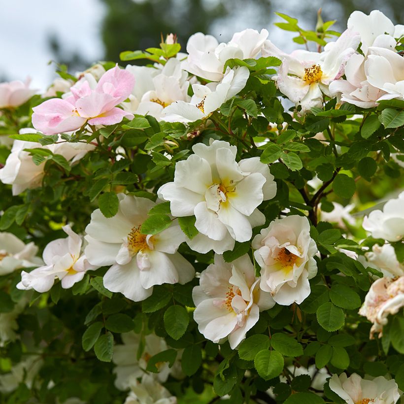 Rosa Nevada - Polyantharoos (Bloei)