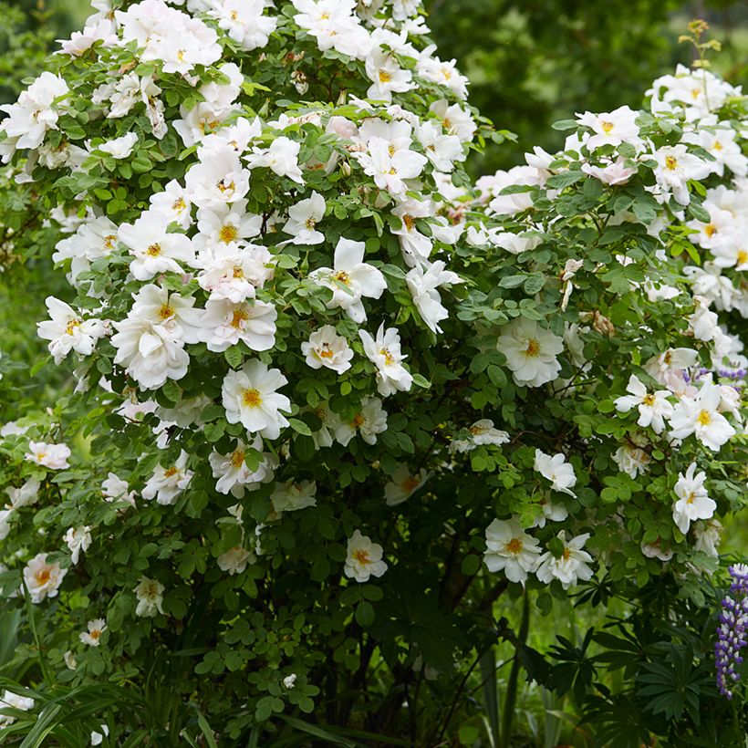 Rosa Nevada - Polyantharoos (Groeiplaats)