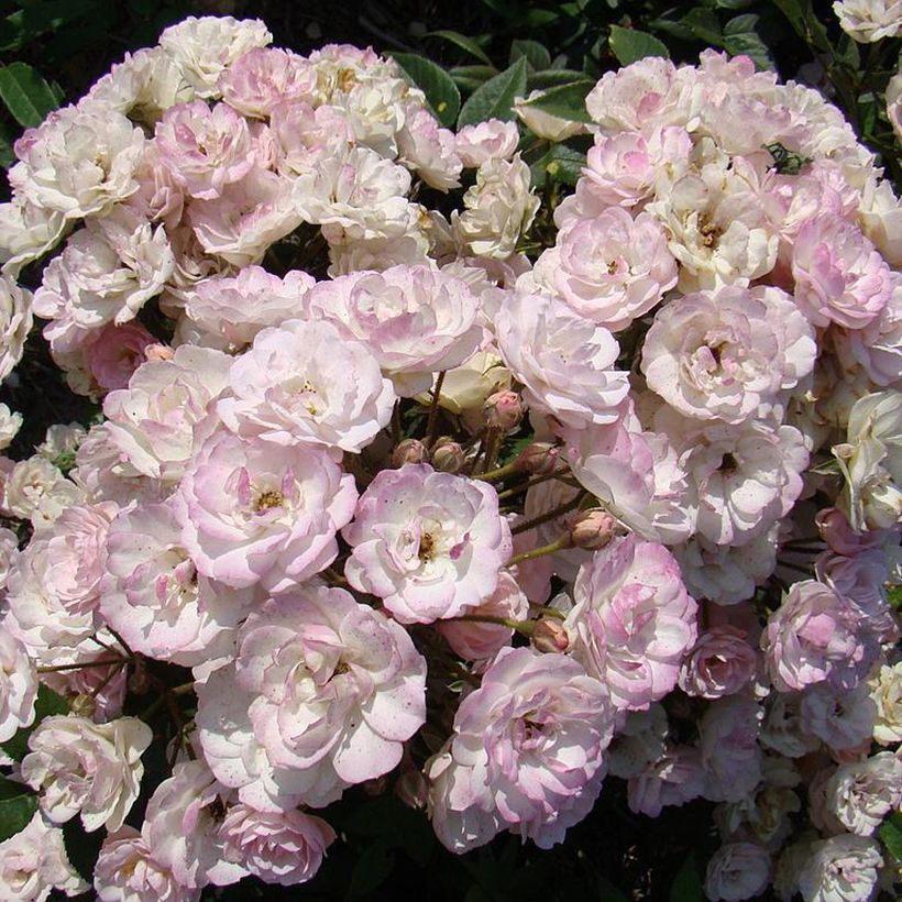 Rosa moschata Petite de Terre Franche - Muskusroos (Bloei)