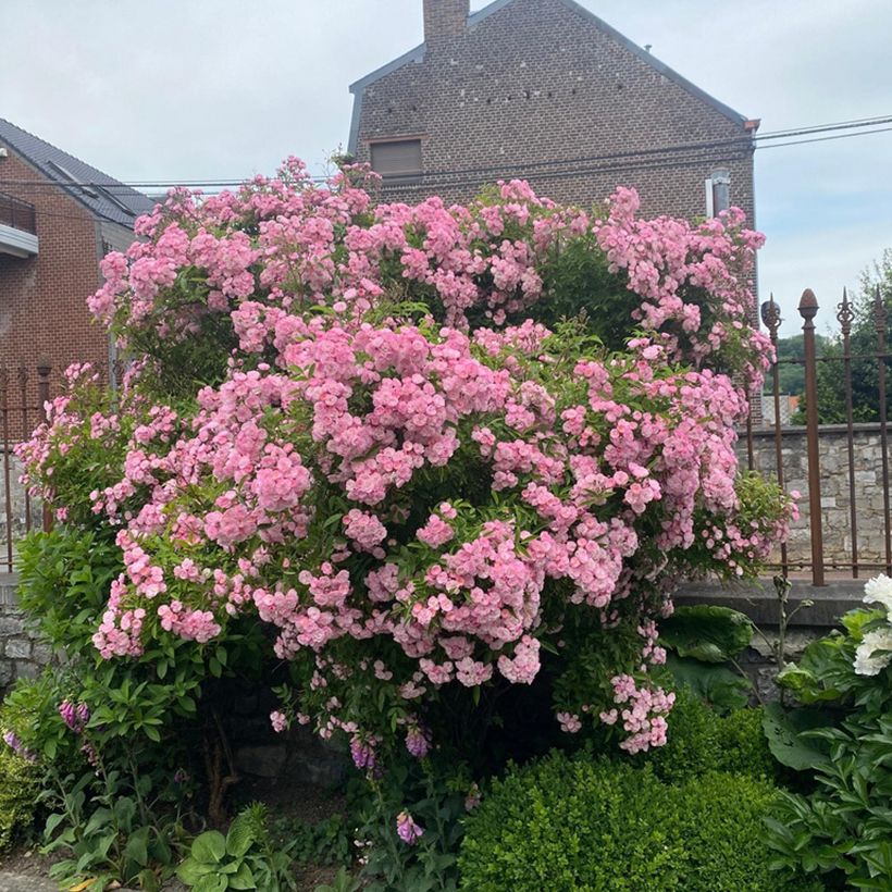 Rosa moschata Petite de Terre Franche - Muskusroos (Groeiplaats)