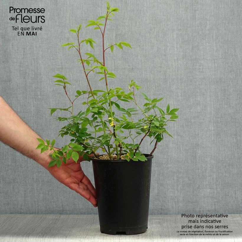 Example of Rosa moschata Petite de Terre Franche - Muskusroos Pot van 4 l/5 l as you get in printemps