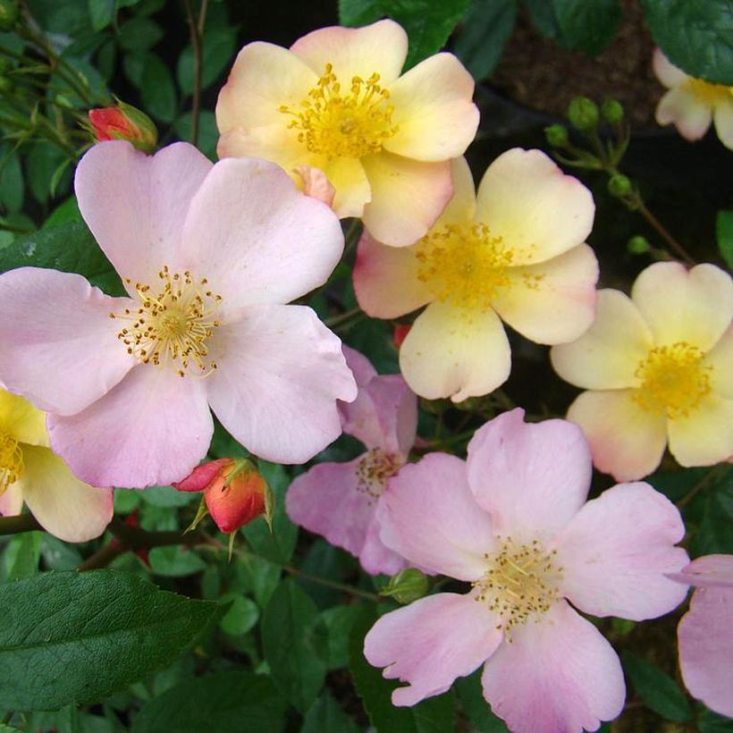 Rosa Plaisanterie - Klimroos (Bloei)