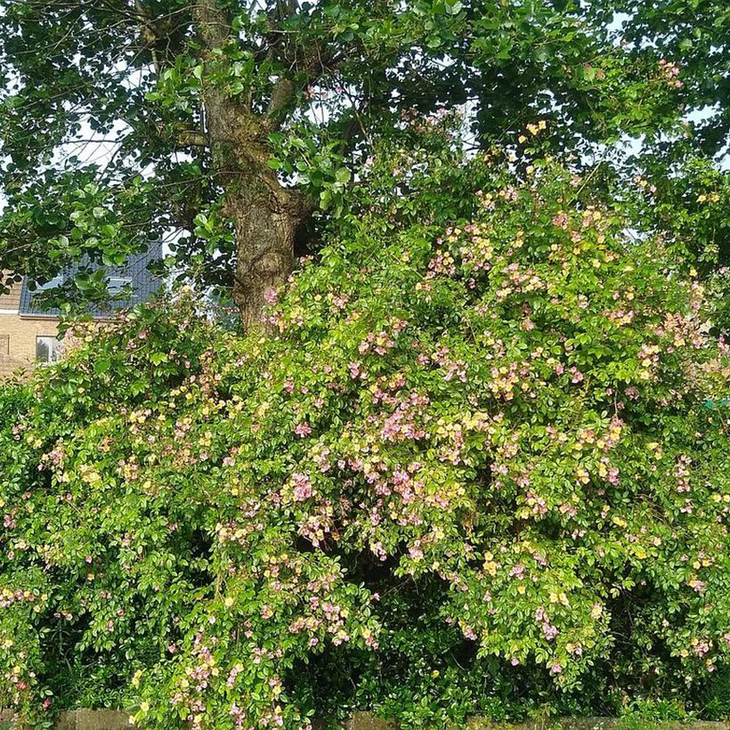 Rosa Plaisanterie - Klimroos (Groeiplaats)