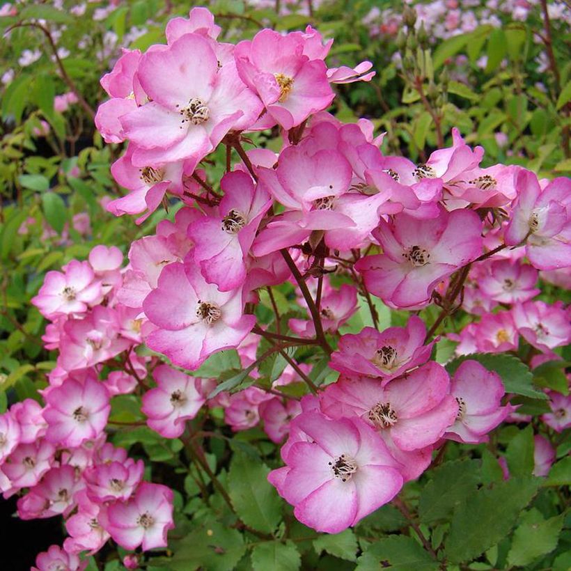 Rosa moschata Puccini - Muskusroos (Bloei)
