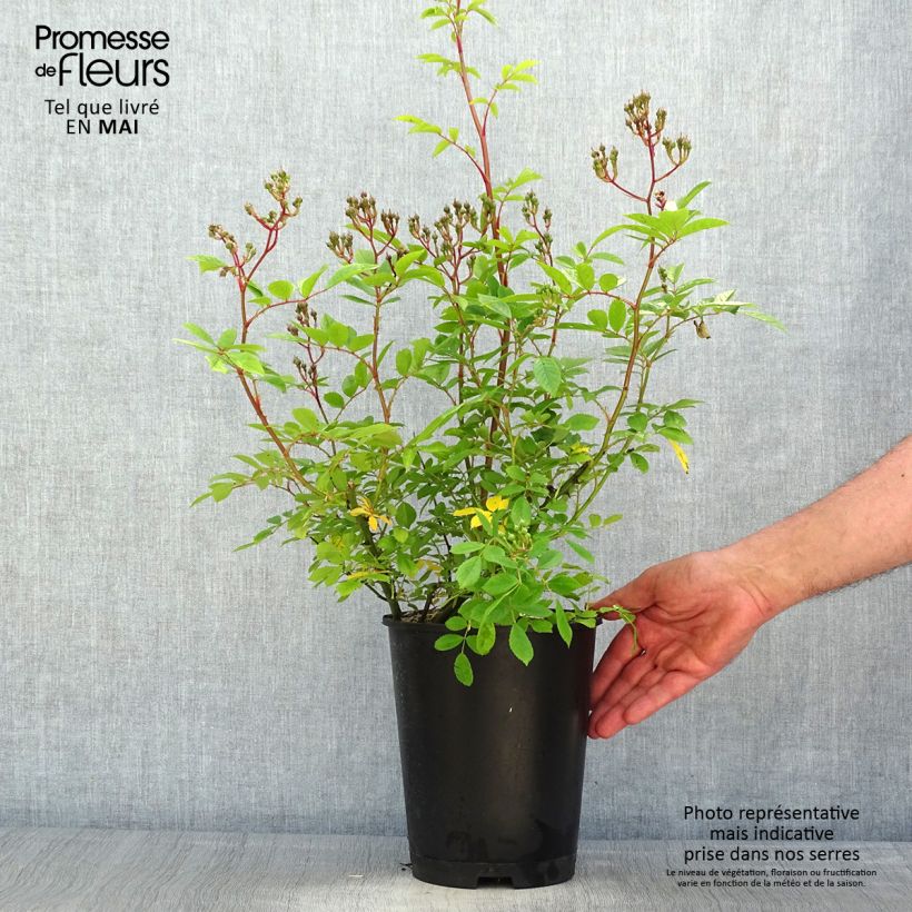 Exemplaar van Rosa moschata Puccini - Muskusroos Pot van 4 l/5 l zoals geleverd in de lente