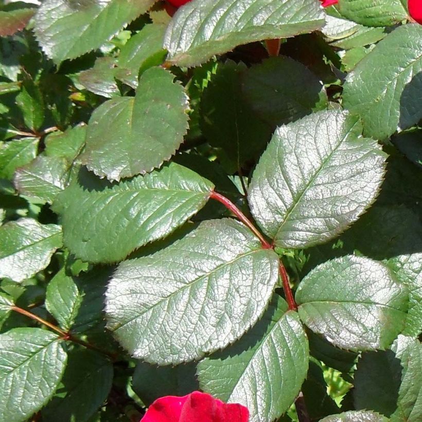 Rosa Robusta - Hondsroos (Blad)