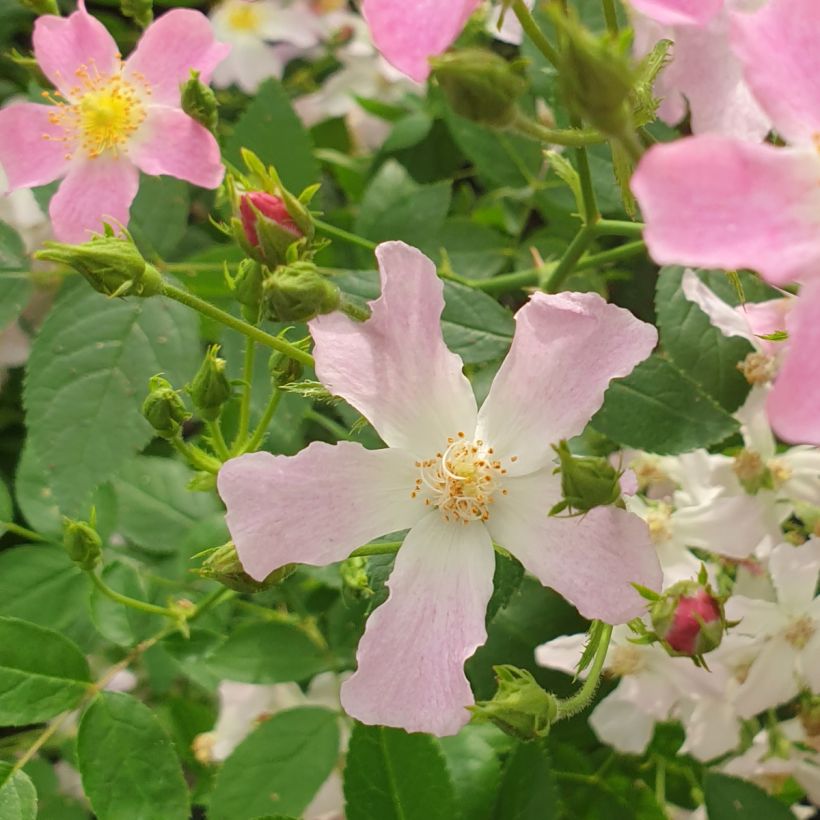 Rosa Rosy Boom Dynamic Hip Hop - Polyantharoos (Bloei)