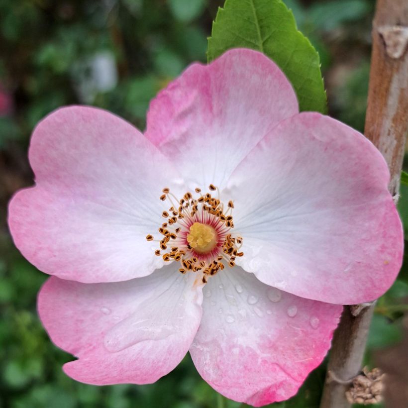 Rosa Rush - Trosroos (Bloei)