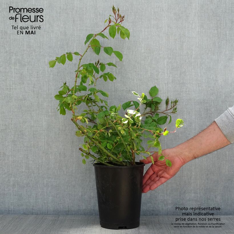 Example of Rosa Smarty - Polyantharoos Pot van 4 l/5 l as you get in printemps