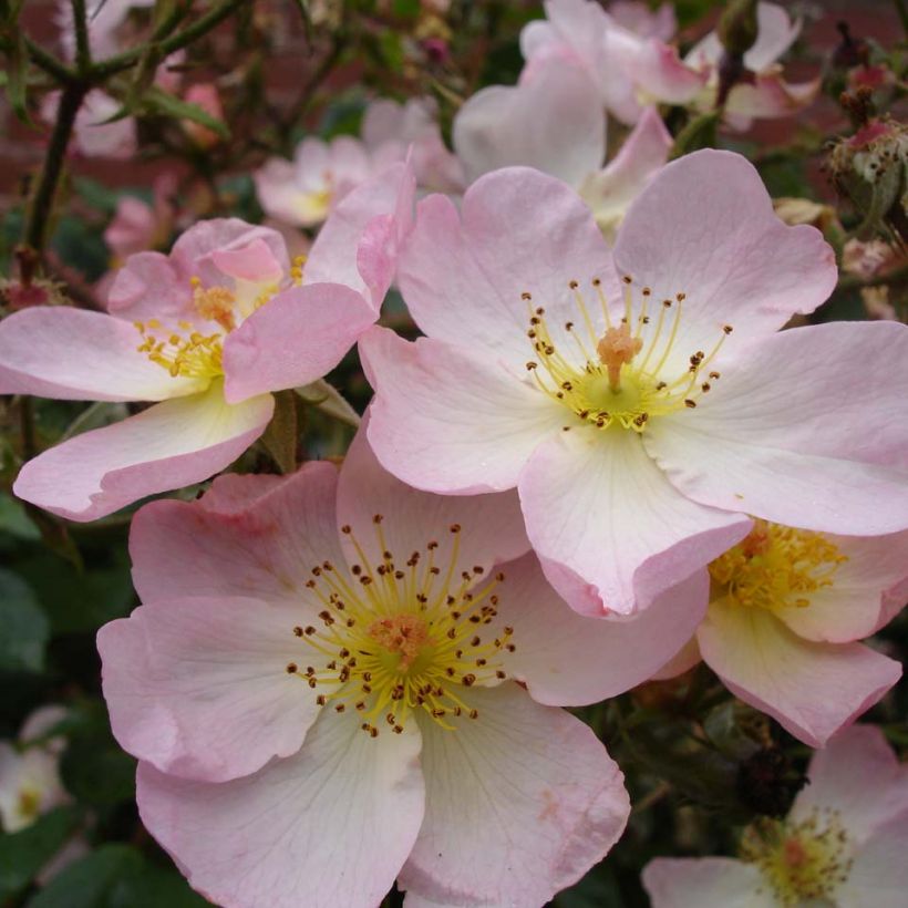 Rosa Smarty - Polyantharoos (Flowering)