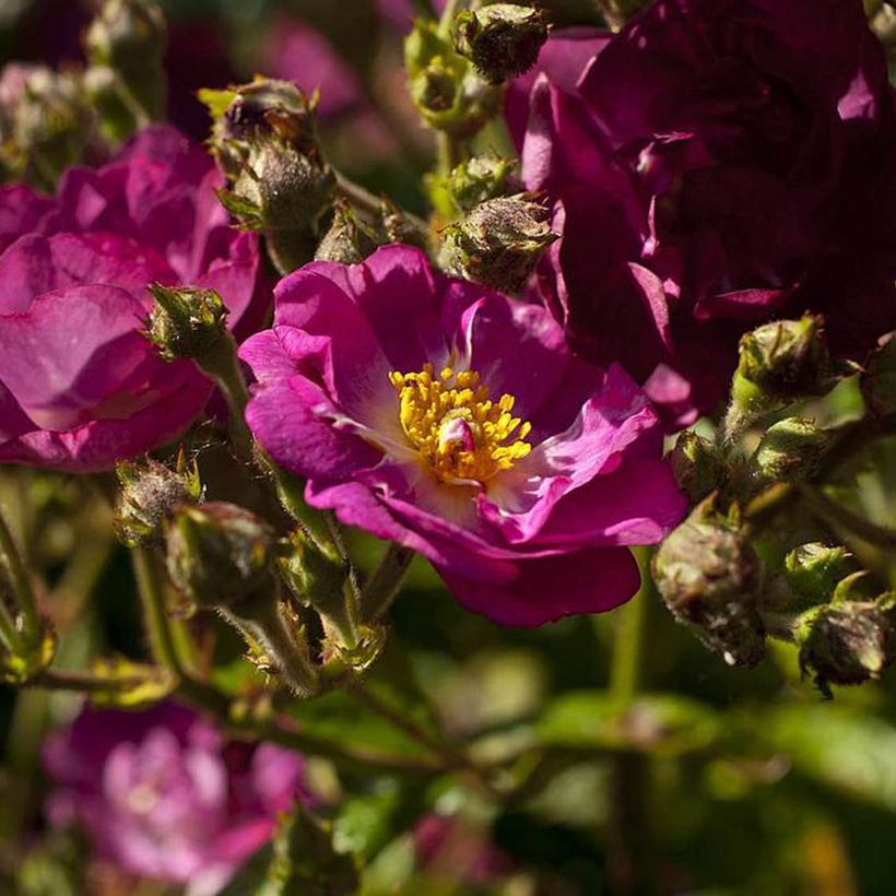 Rosa Violet Hood - Polyantharoos (Bloei)