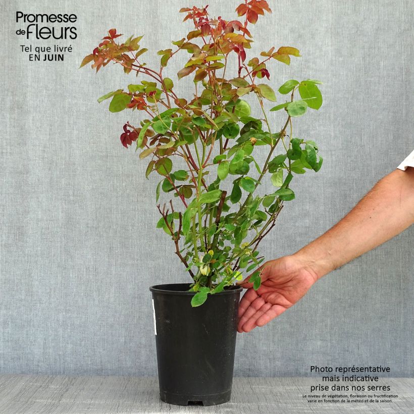Example of Rosa Violet Hood - Polyantharoos Pot van 4 l/5 l as you get in printemps