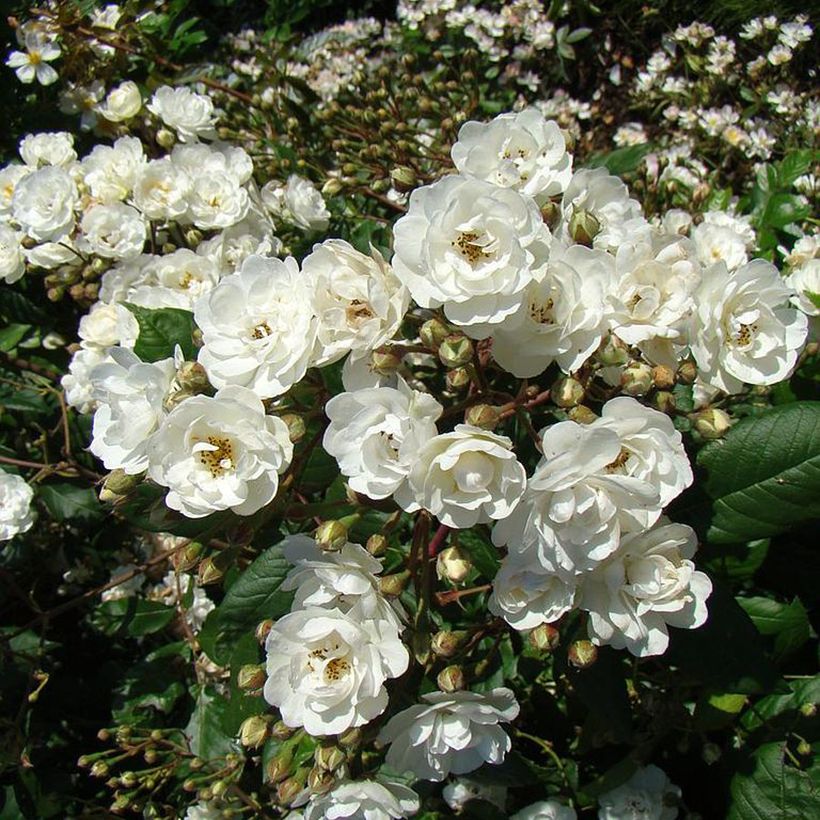 Rosa moschata Waterloo - Muskusroos (Bloei)