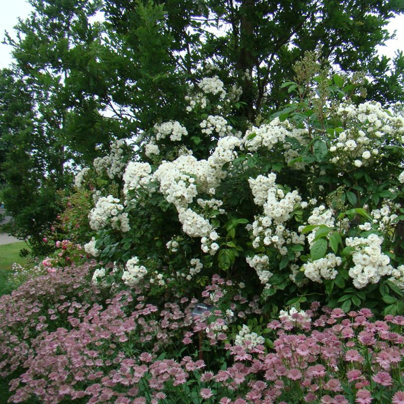 Rosa moschata Waterloo - Muskusroos (Groeiplaats)