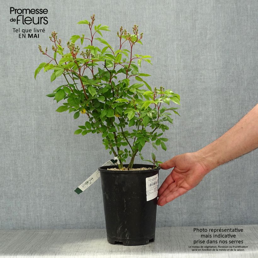 Exemplaar van Rosa moschata Waterloo - Muskusroos Pot van 4 l/5 l zoals geleverd in de lente
