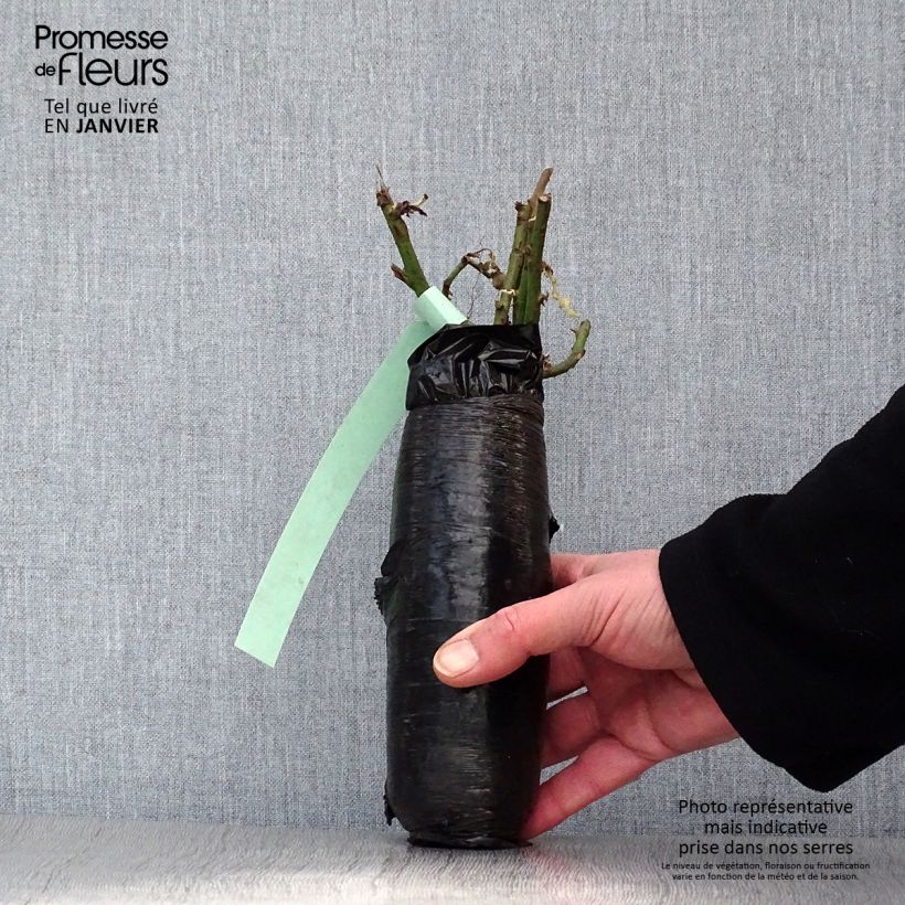 Exemplaar van Rosa Westerland - Polyantharoos In kluit zoals geleverd in de winter