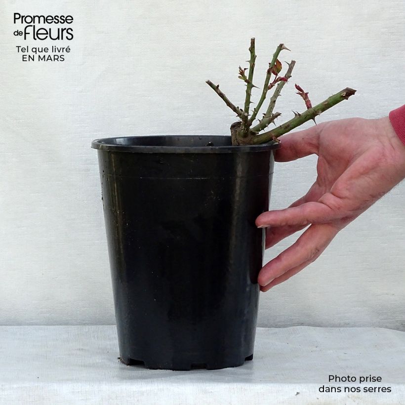 Exemplaar van Rosa Westerland - Polyantharoos Pot van 4 l/5 l zoals geleverd in de lente