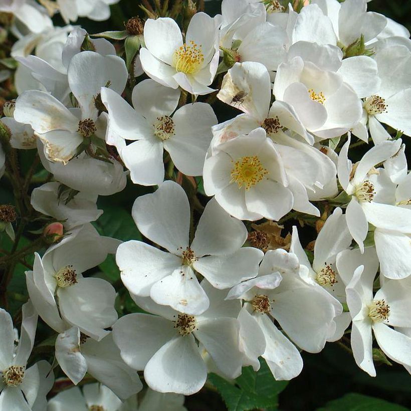 Rosa moschata White Magic - Muskusroos (Bloei)