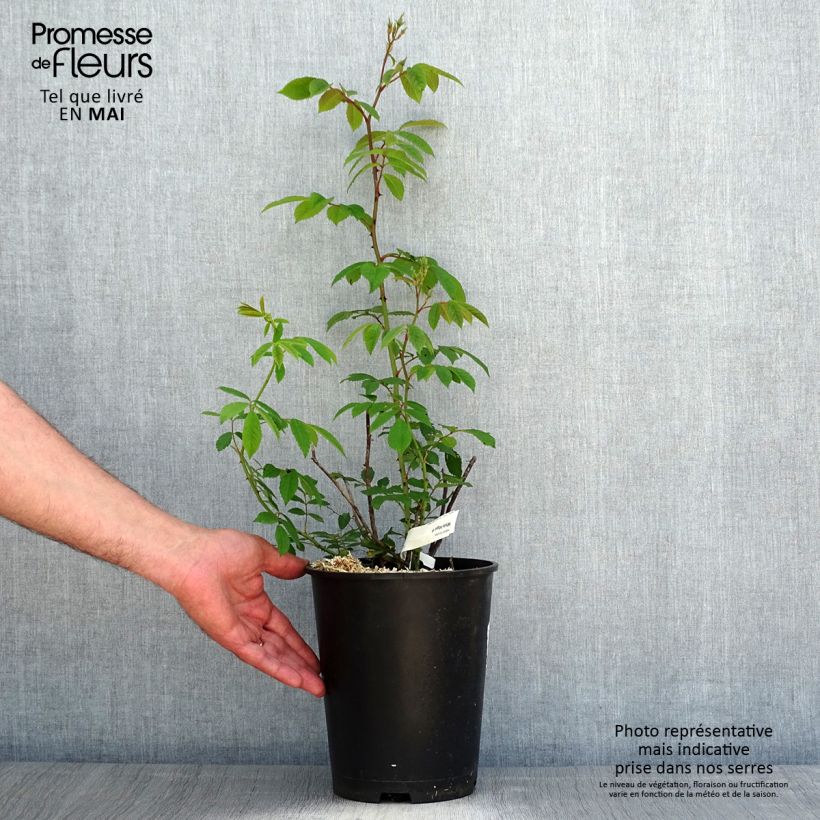 Exemplaar van Rosa moschata White Magic - Muskusroos Pot van 4 l/5 l zoals geleverd in de lente