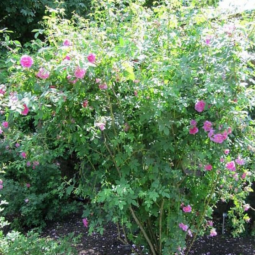 Rosa californica - Californische wilde roos (Groeiplaats)