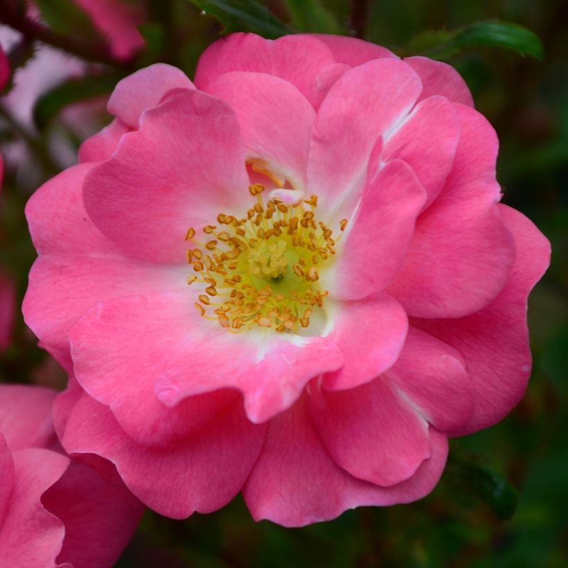 Rosa californica - Californische wilde roos (Bloei)