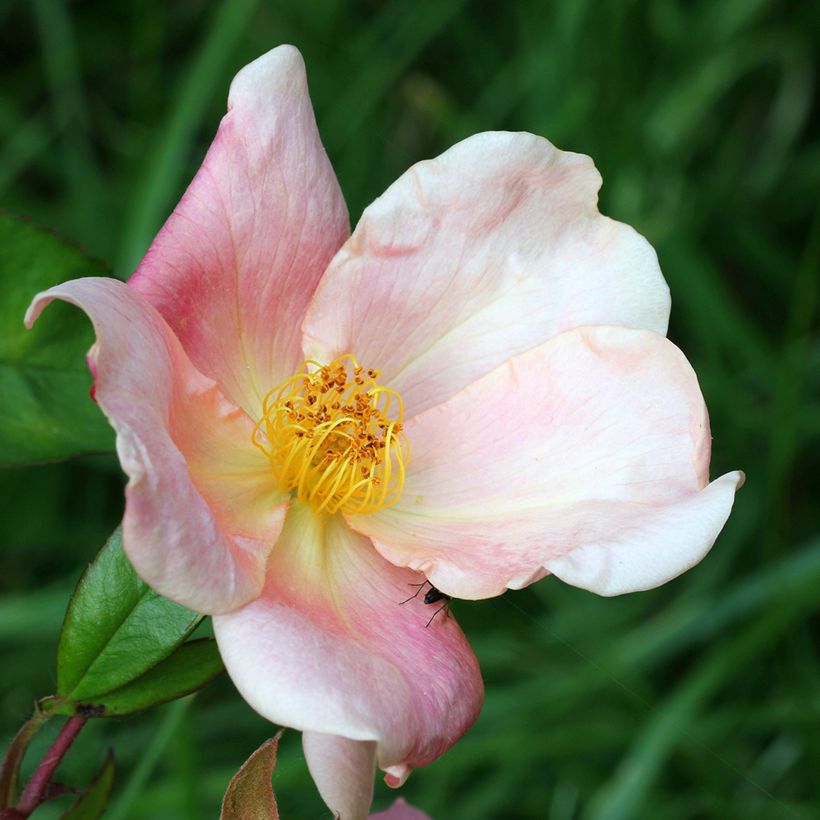 Rosa Mutabilis - Chinese roos (Bloei)