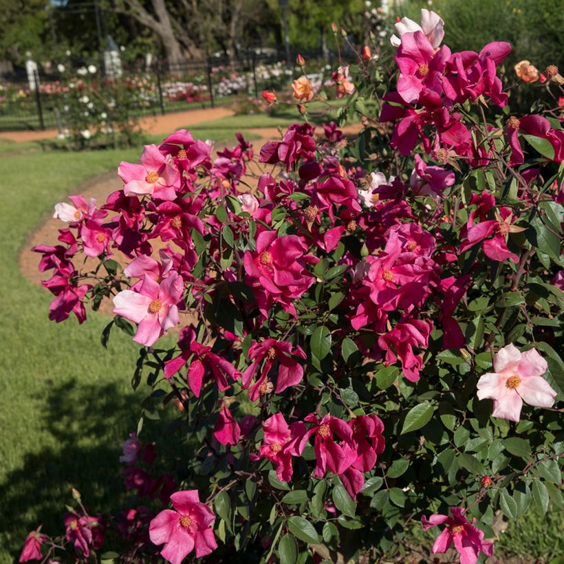 Rosa Mutabilis - Chinese roos (Groeiplaats)