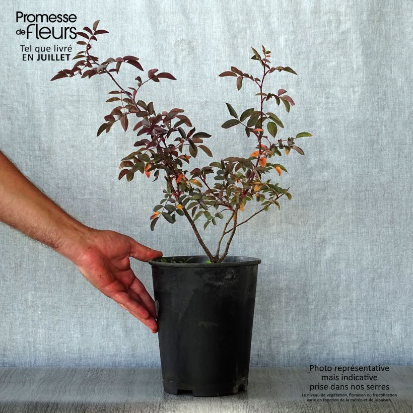 Exemplaar van Rosa glauca - Bergroos Pot van 2 l/3 l zoals geleverd in de zomer