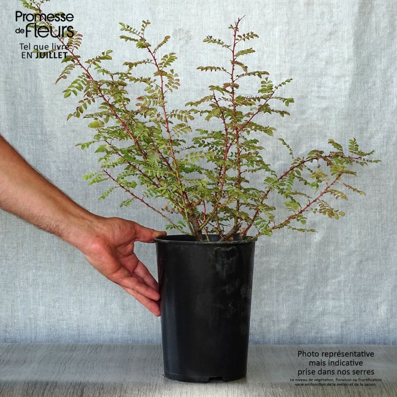 Exemplaar van Rosa hugonis - Chinese goudroos Pot van 3 l/4 l zoals geleverd in de zomer
