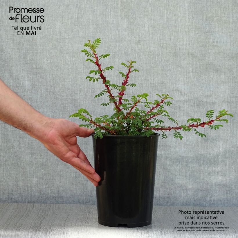 Exemplaar van Rosa omeiensis sericea pteracantha - Botanische roos Pot van 4 l/5 l zoals geleverd in de lente