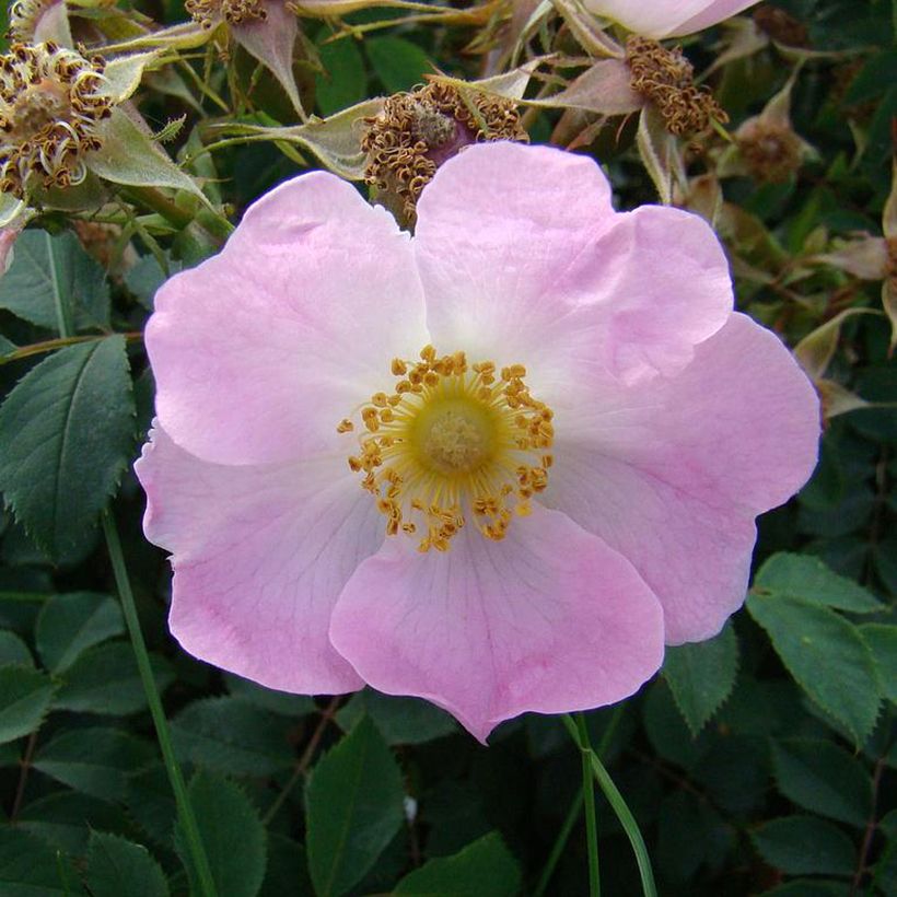 Rosa Bourgogne - Botanische roos (Bloei)
