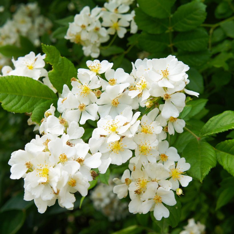 Rosa multiflora - Ramblerroos (Flowering)