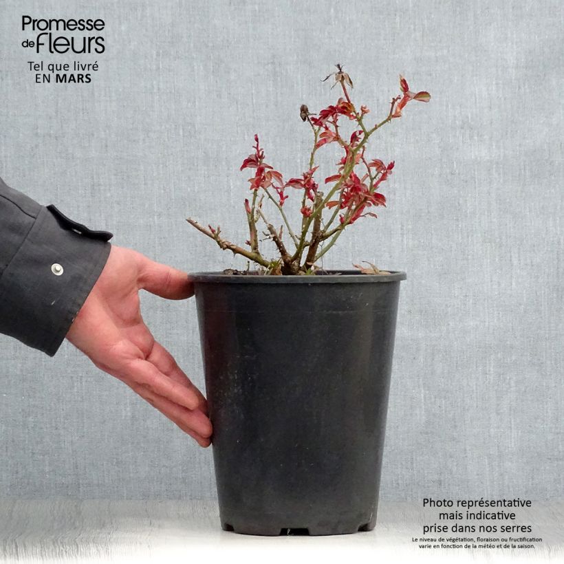 Exemplaar van Rosa Amber Sun - Bodembedekkende roos Pot van 2 l/3 l zoals geleverd in de lente