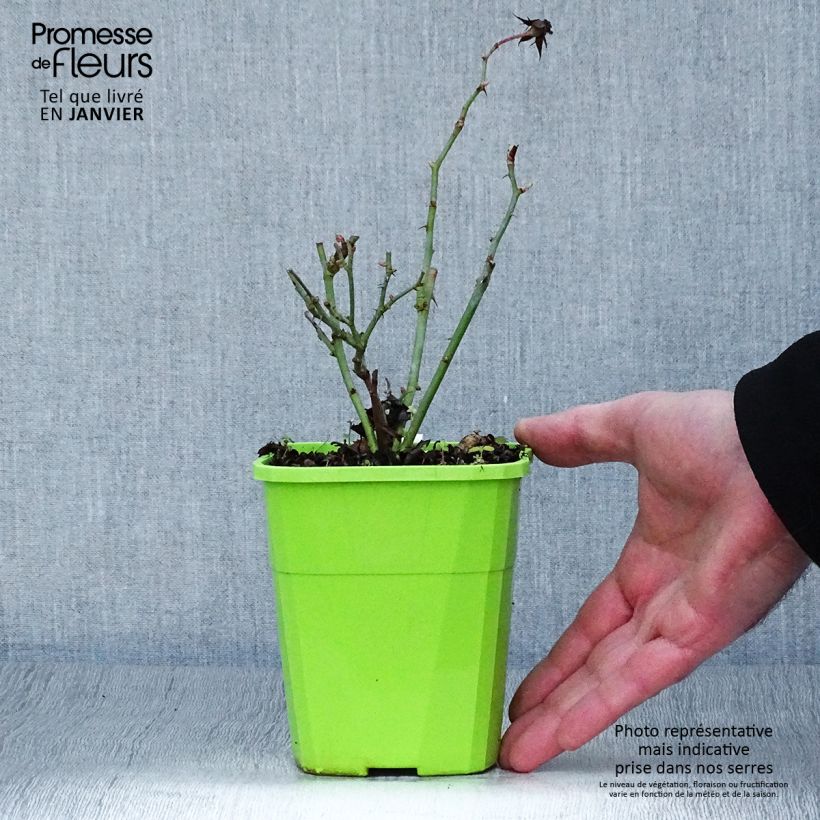 Example of Rosa Amica - Bodembedekkende roos Pot van 1,5 l/2 l as you get in hiver