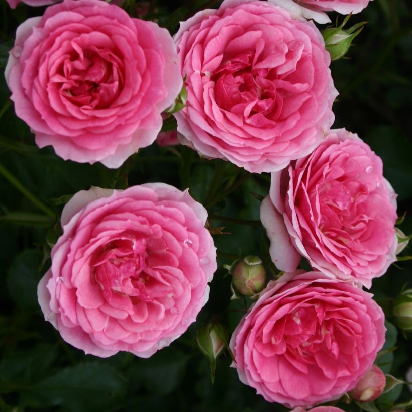 Rosa Amica - Bodembedekkende roos (Flowering)