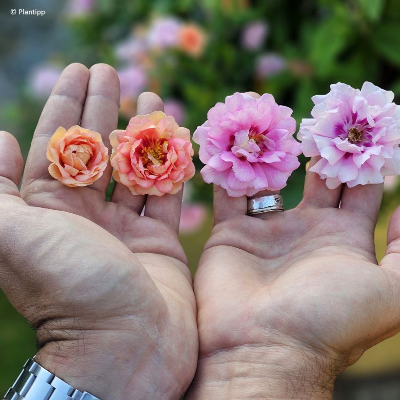 Rosa Amirose - Bodembedekkende roos (Bloei)