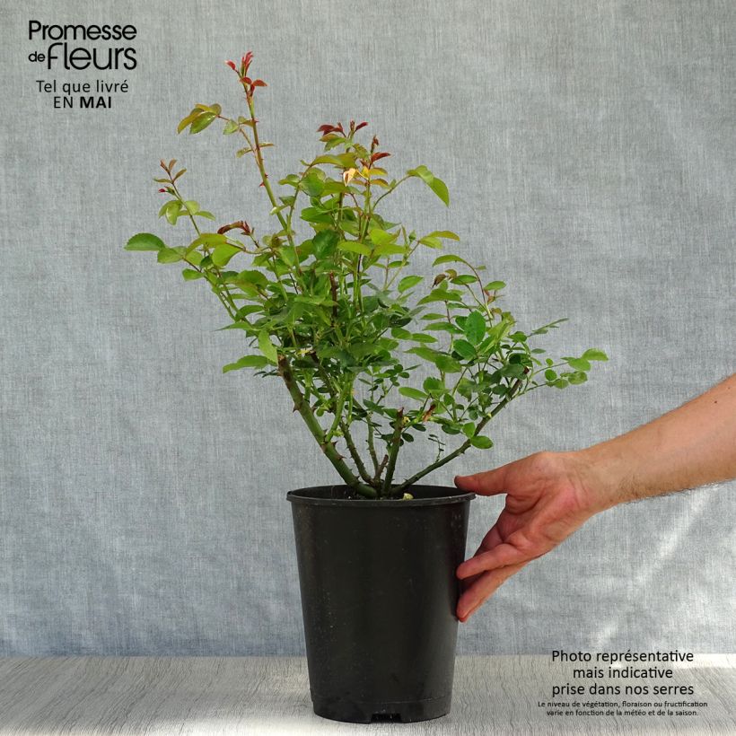 Example of Rosa Aspirin Rose - Bodembedekkende roos Pot van 2 l/3 l as you get in printemps