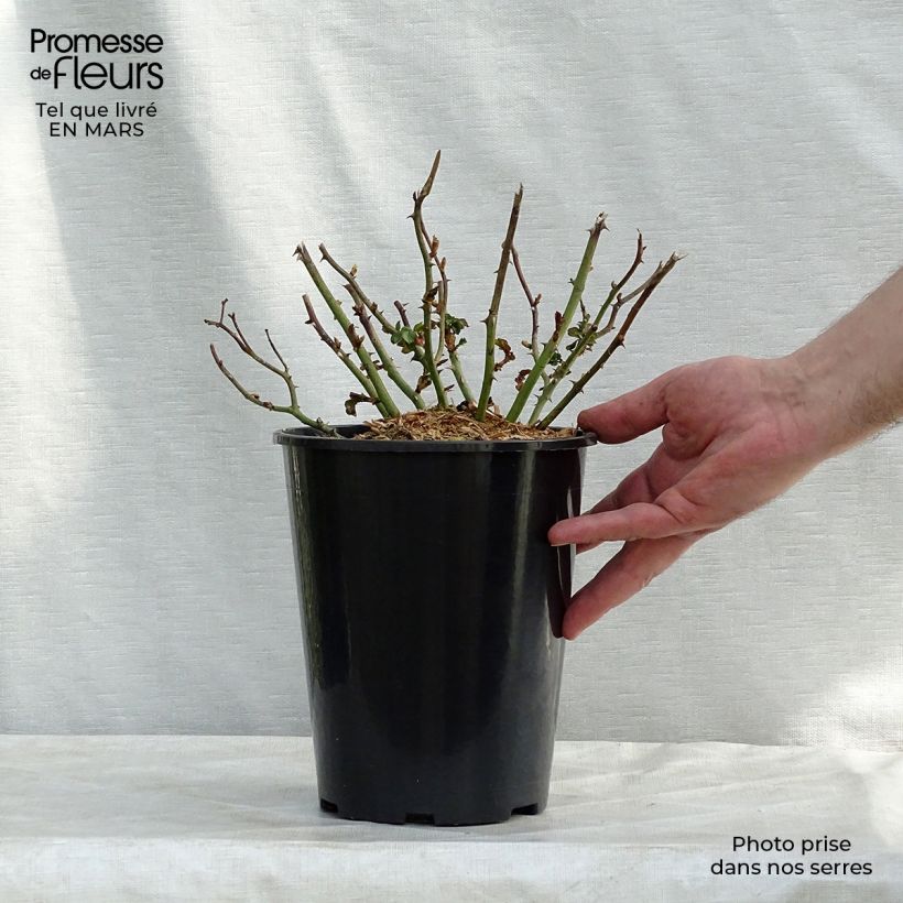 Exemplaar van Rosa Palmengarten Frankfurt - Bodembedekkende roos Pot van 3 l/4 l zoals geleverd in de lente