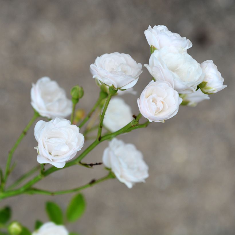 Rosa Crystal Fairy - Bodembedekkende roos (Bloei)